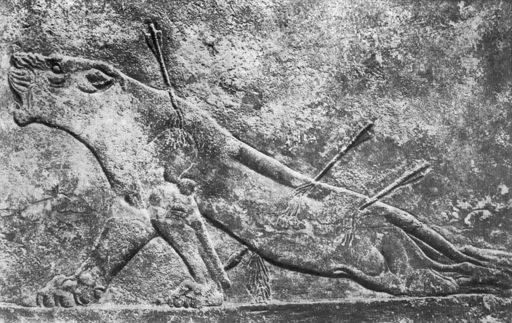 42. Умирающая львица. Рельеф из Ниневии (Куюнджика). 668—626 гг. до н. э. Британский Музей.