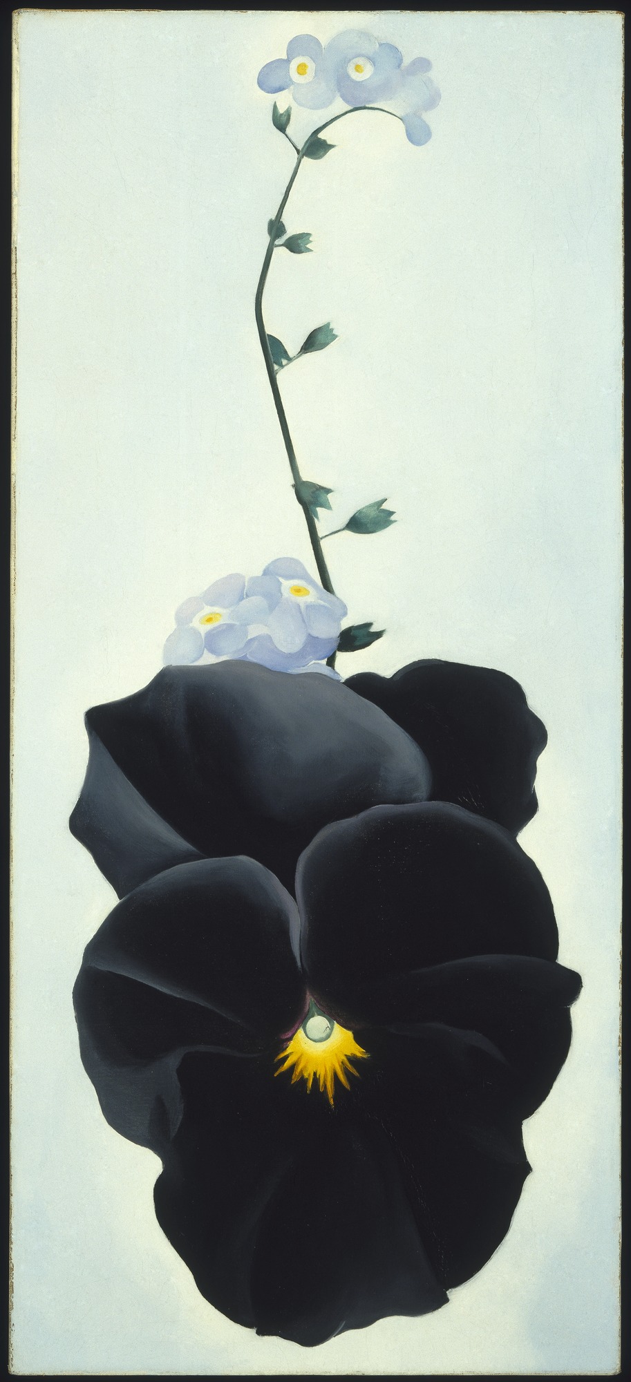 Georgia O'Keeffe. Black Pansy & Forget-Me-Nots (Pansy). 1926. Source: Brooklyn Museum