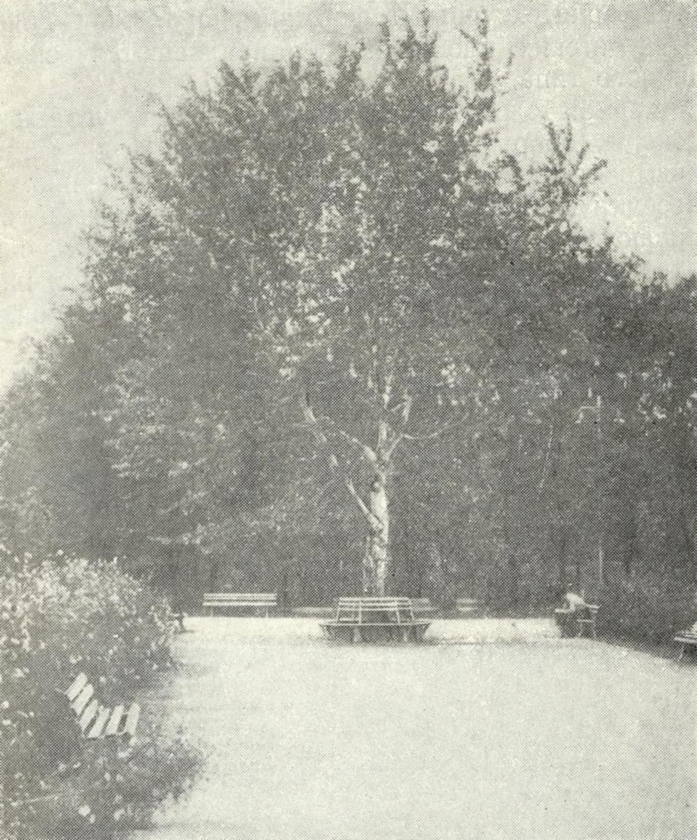 Рис. 4. Скамья вокруг дерева в парке, г. Днепропетровск.