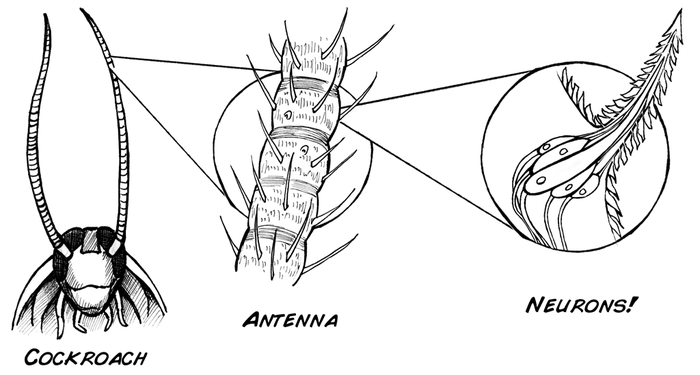 нейроны в антеннах таракана