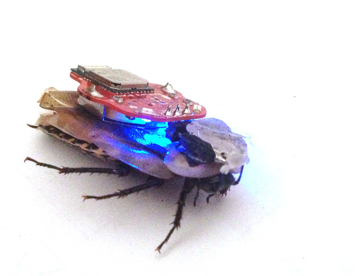 робот таракан кибернетическое устройство