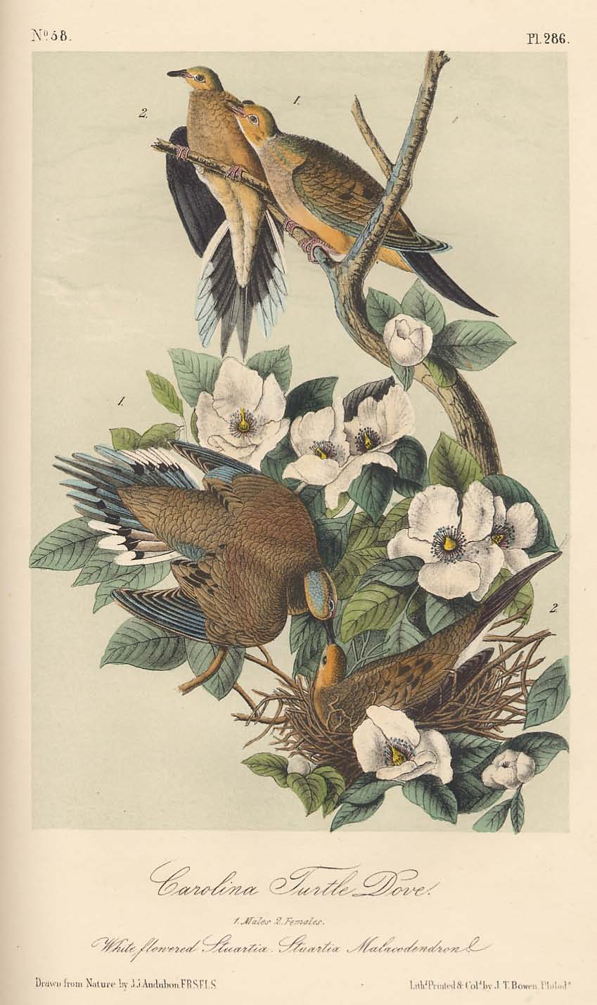The birds of America : Vol. 5 : from drawings made in the United States and their territories / by John James Audubon, F.R.S., etc. — Published by V. G. Audubon, 1856