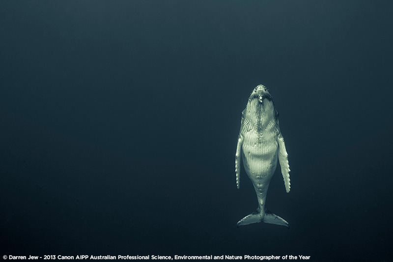 Darren Jew — 2013 AIPP «Фотограф года: наука, окружающая среда и природа», наиболее высоко оценённая фотография в номинации