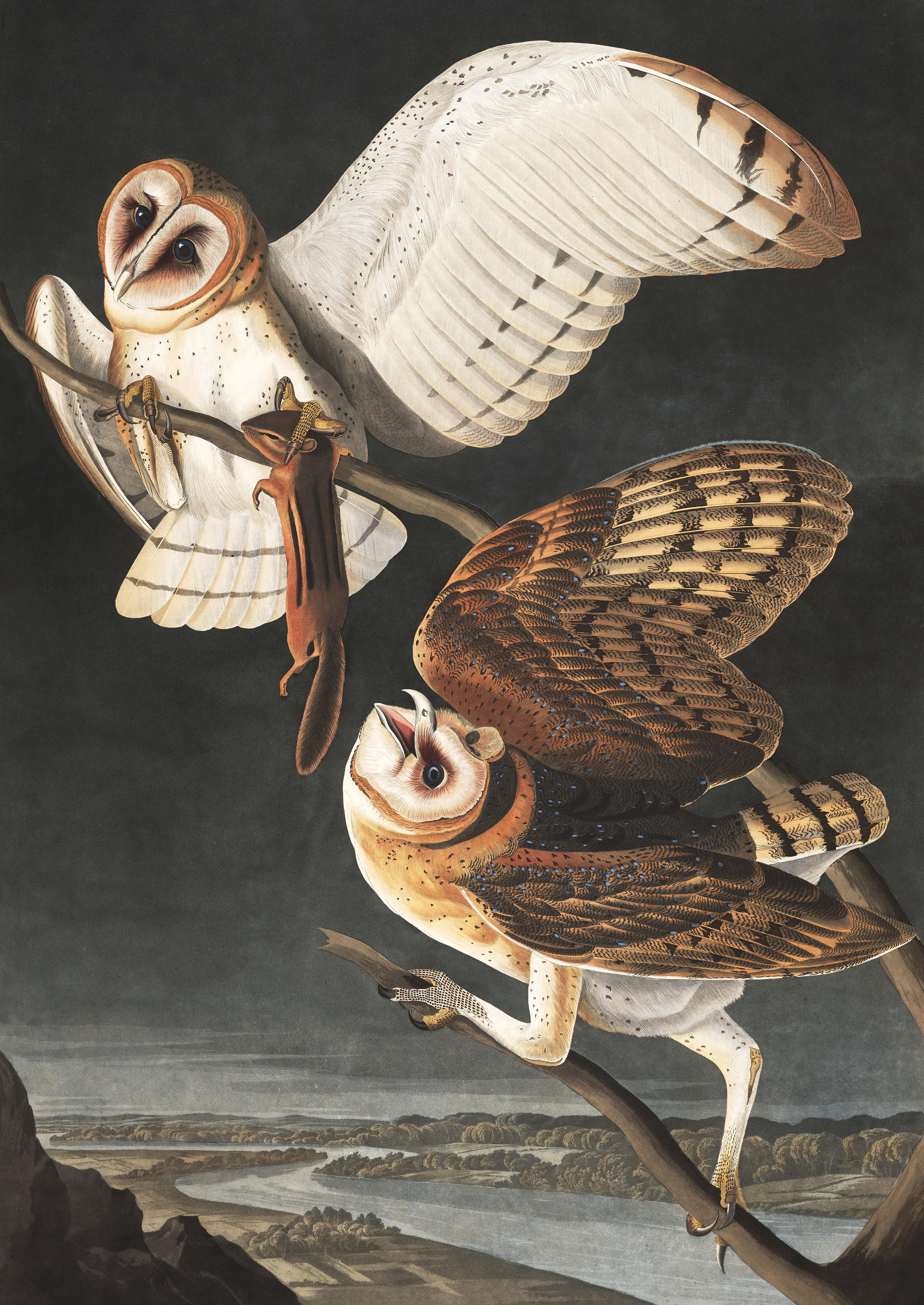 Plate 171. Barn Owl