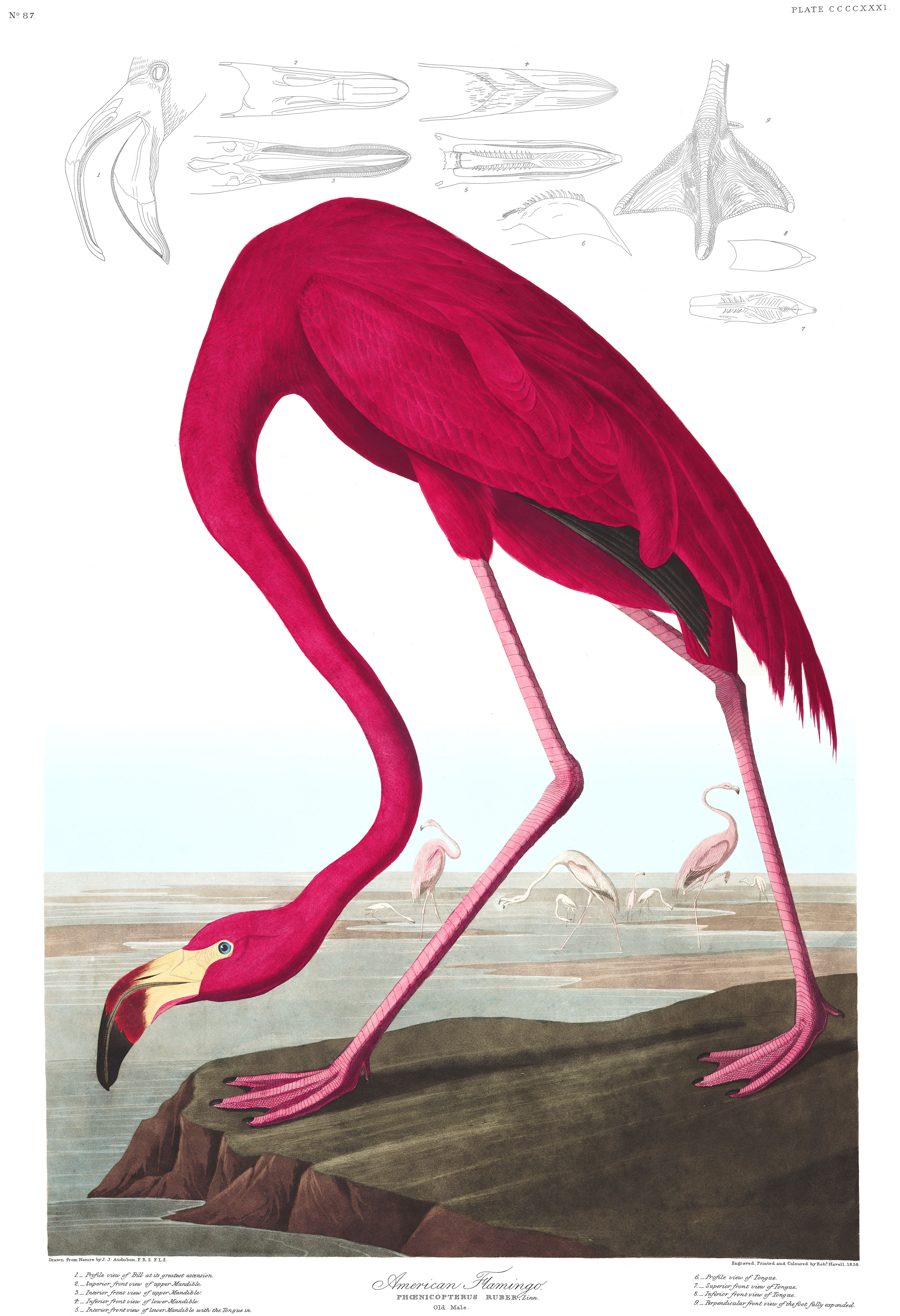 Plate 431. American Flamingo