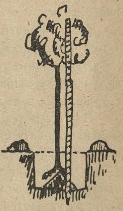 Рис. 10. Для посадки деревьев по борту газона вырывают ямы, примерно, через 1—1,33 саж., глубиной около аршина