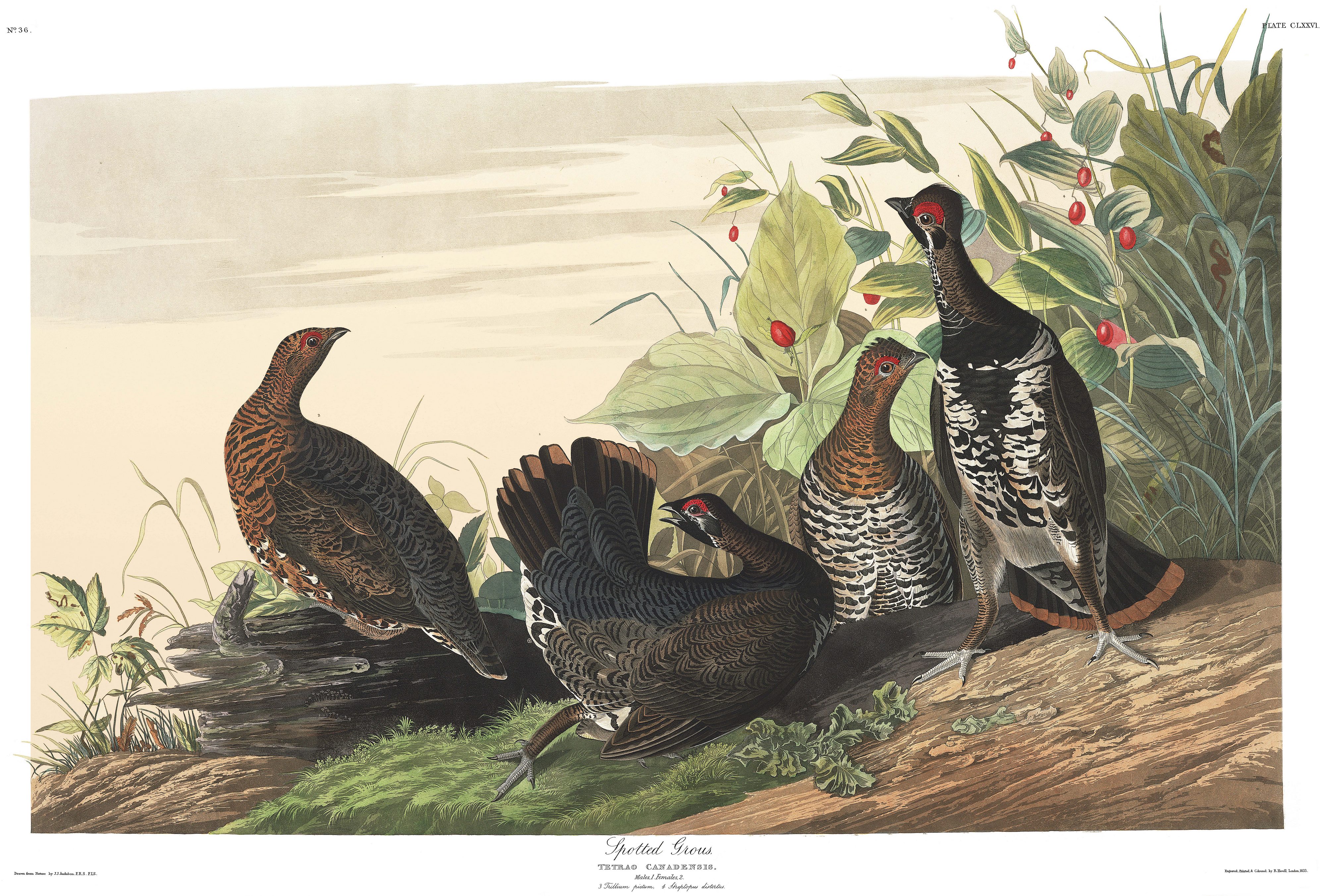 Plate 176. Spotted Grouse