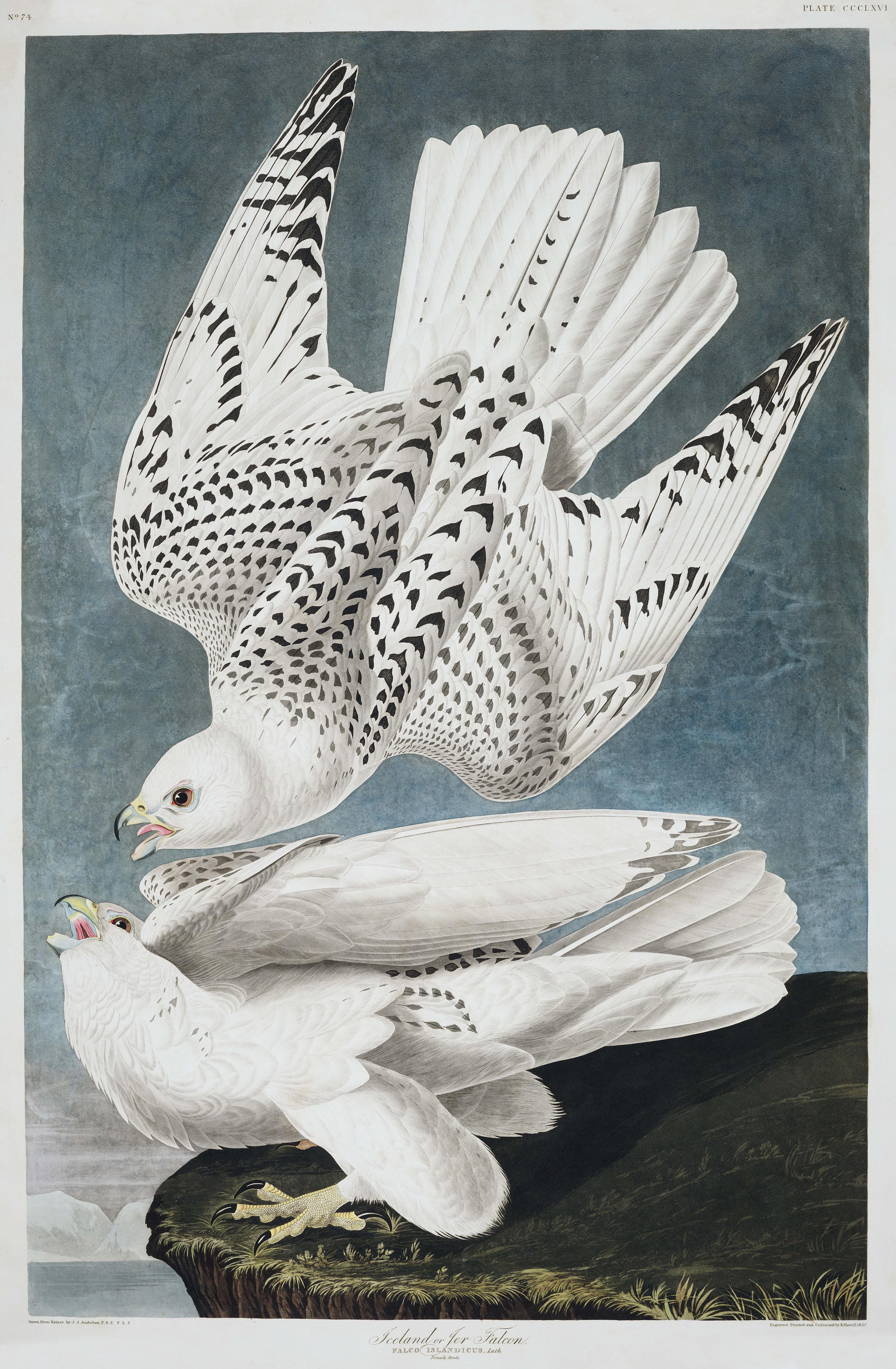 Plate 366. Iceland, or Jer Falcon