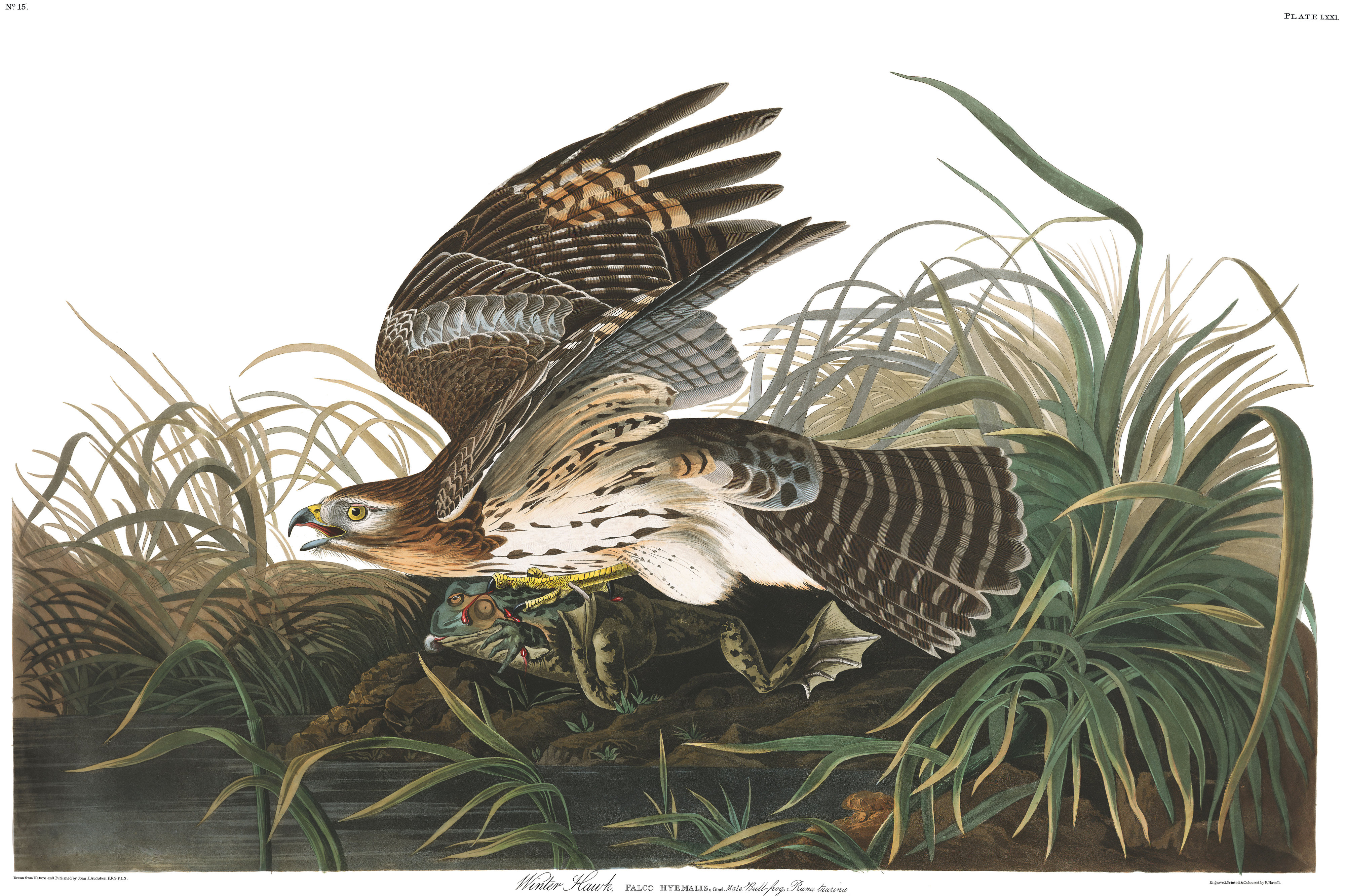 Plate 71. Winter Hawk