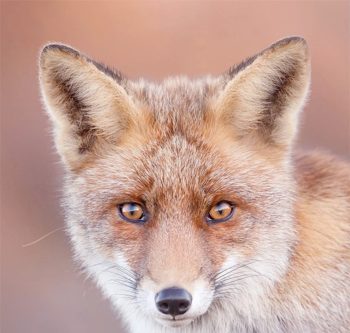 Roeselien Raimond. Portrait of a fox