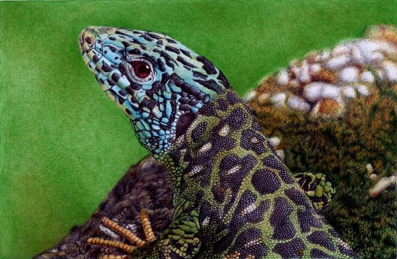 Water Lizard - Bic Ballpoint Pen