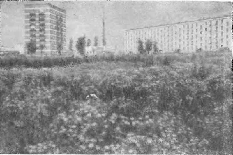 Современный микрорайон характерен большими открытыми пространствами; полевые цветы создают обстановку, близкую к природной (Юго-Запад, Москва)