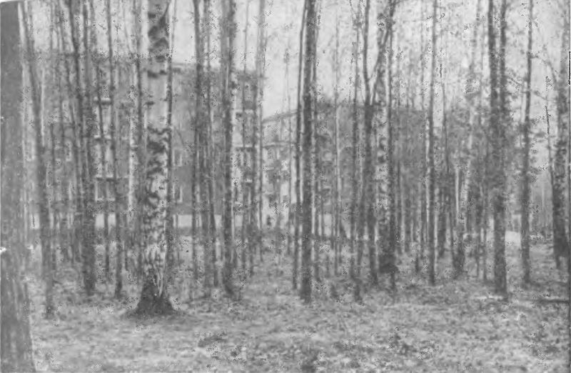 Бережное отношение к существующему лесу обеспечивает полноценное благоустройство территории и экономию средств (научный городок Сибирского отделения Академии наук СССР, Новосибирск)