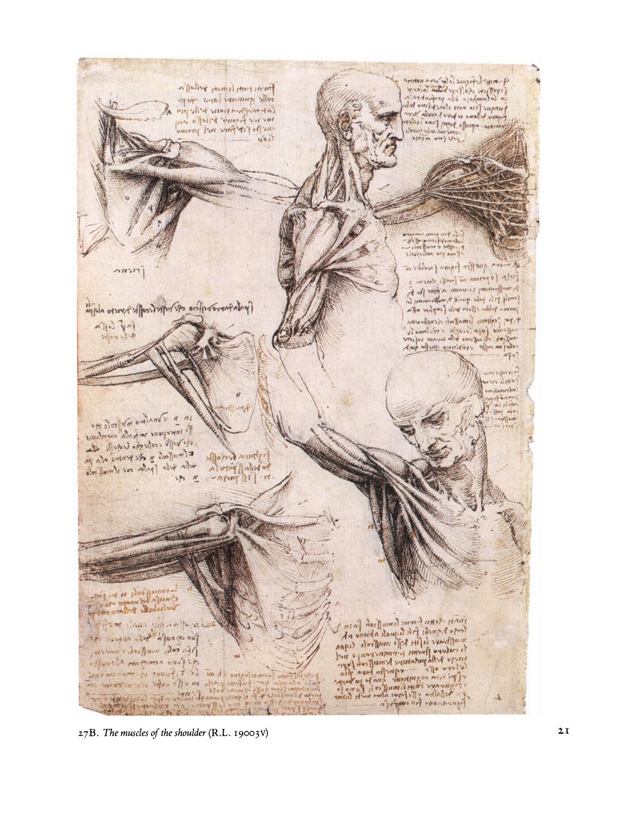 Leonardo da Vinci Anatomical Drawings from the Royal Library, Windsor