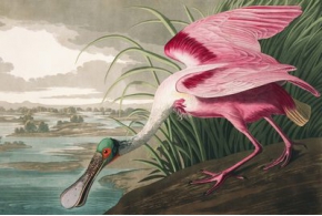 435 High Resolution Images from John John Audubon’s The Birds of America for Free Download