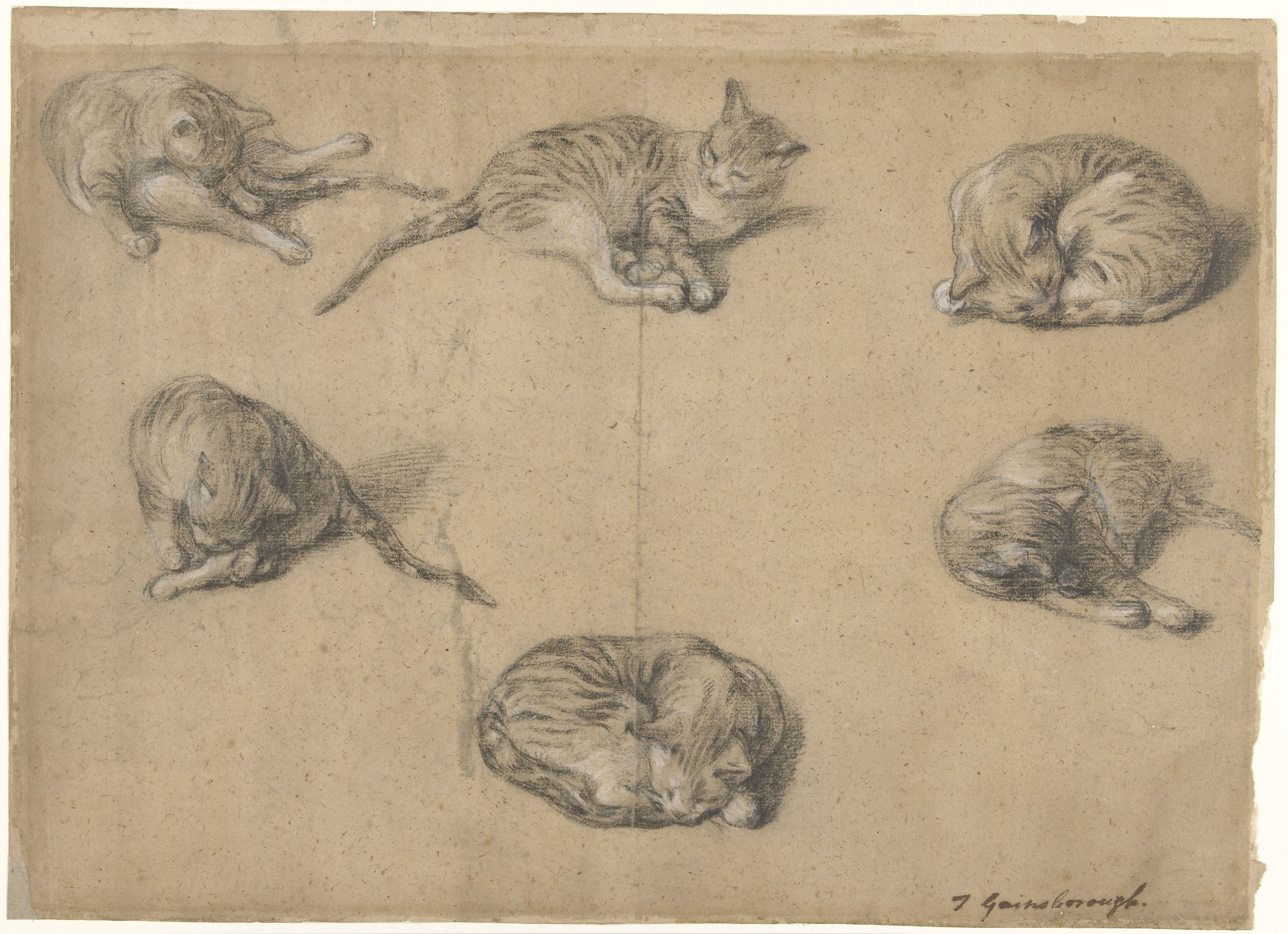 Six Studies of a Cat, Thomas Gainsborough, c. 1763 - c. 1769