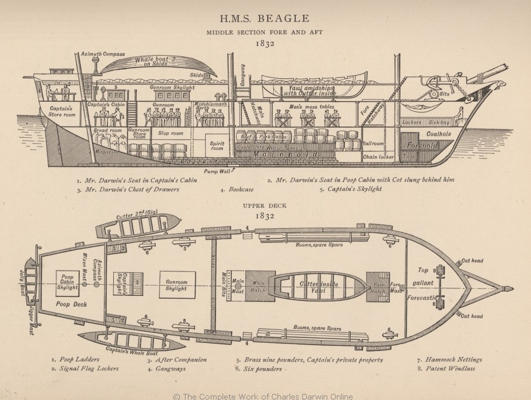 HMS Beagle (Корабль Его Величества «Бигль»). Автор рисунка: Philip Gidley King. 1890. Библиотека и каюта Дарвина обозначена на схеме как poop cabin.
