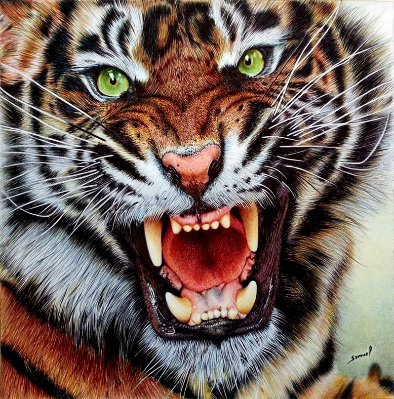 Angry Tiger - Ballpoint Pen