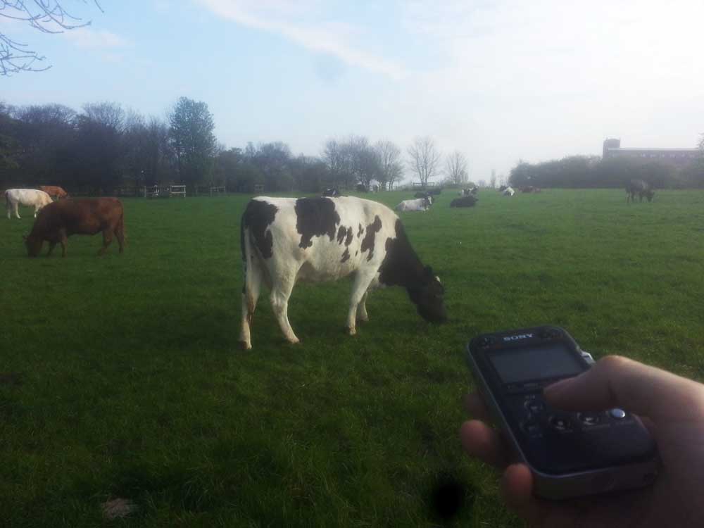 Доминик Уилкокс записывает для аудиобинокля звуки коров, жующих траву на Town Moor.