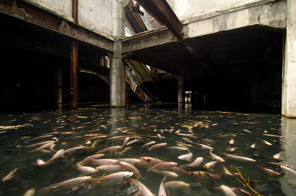 Заброшенный торговый центр «Новый мир» в Бангкоке захвачен рыбами