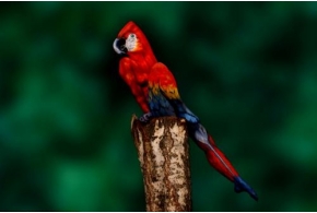 Трансформация женского тела в попугая при помощи боди-арта