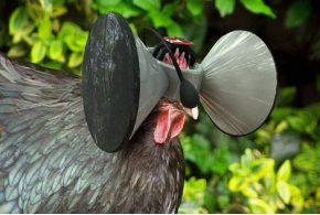 Дополненная виртуальная реальность для куриц на птицефабриках